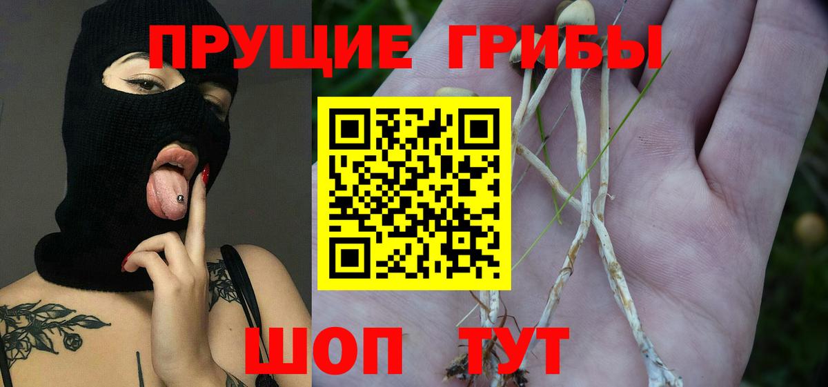 Карпинск  Псилоцибиновые грибы Psilocybine cubensis  Вход с VPN 
